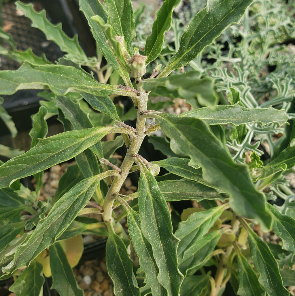 Pterodiscus aurantiacus