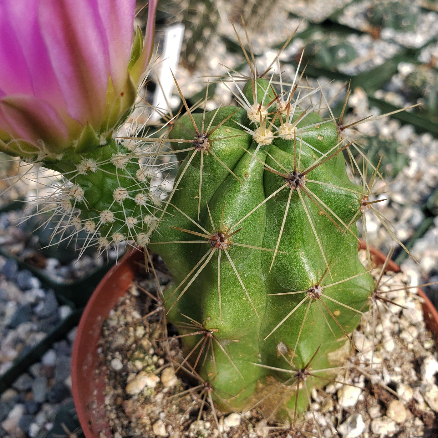 Echinocereus Enneacanthus Strawberry Cactus