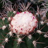 Melocactus violaceus no cephalium