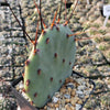 Purple Prickly Pear &