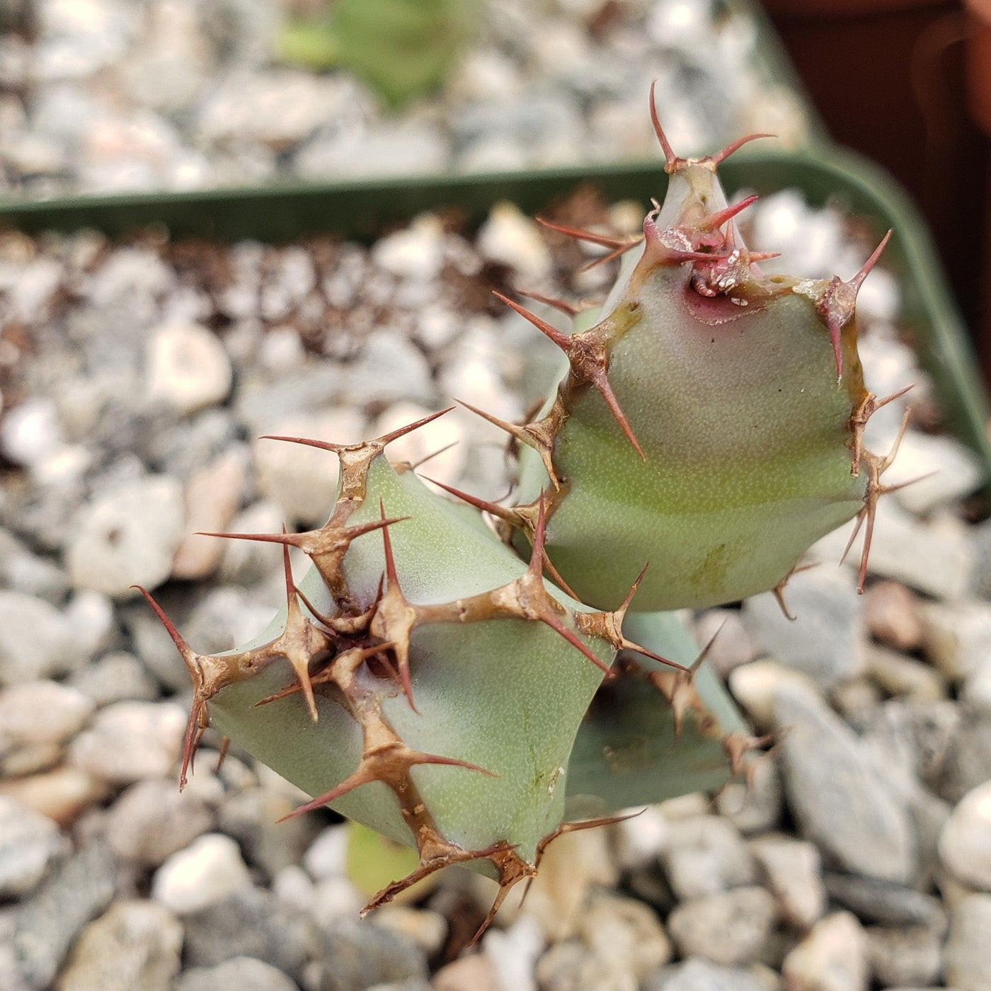 Euphorbia cooperi