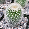 Mammillaria Pilcayensis