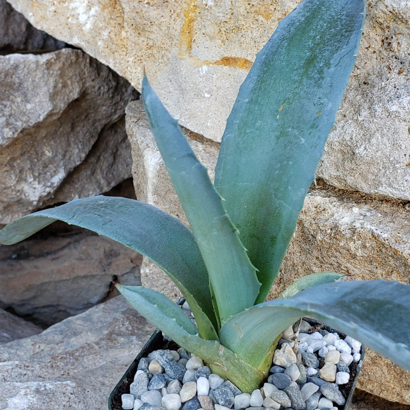 rare agave americana century plant succulent exotic maguey aloe seed Shop 'Century Plant - Agave Americana' Care and Growing Guide