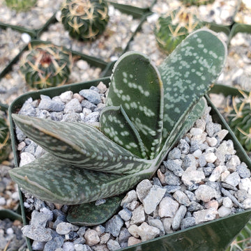 tongue succulent plant Gasteria bicolor liliputana