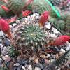 Rebutia kupperiana