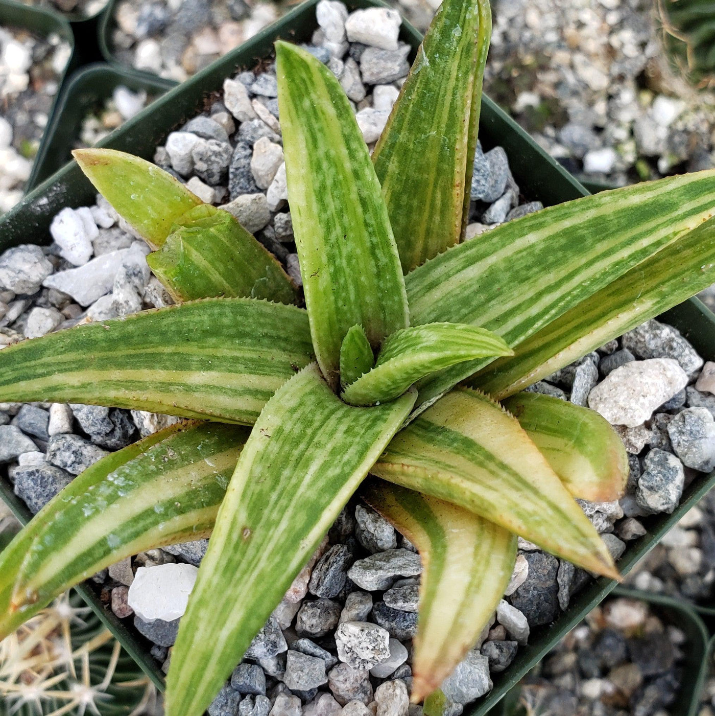 gasteraloe succulent Gasteraloe variegata