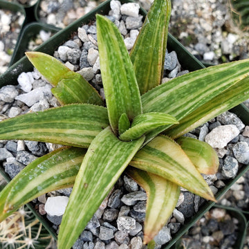 striped leaf succulent Gasteraloe variegata 6