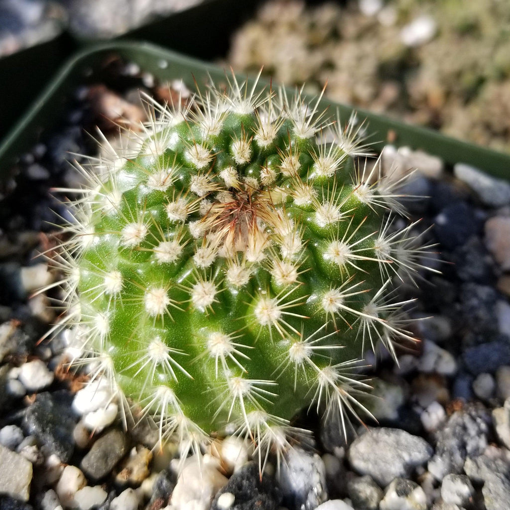 Notocactus werdermannianus