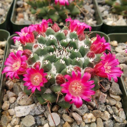 Mammillaria bucareliensis