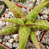 Aloe jucunda