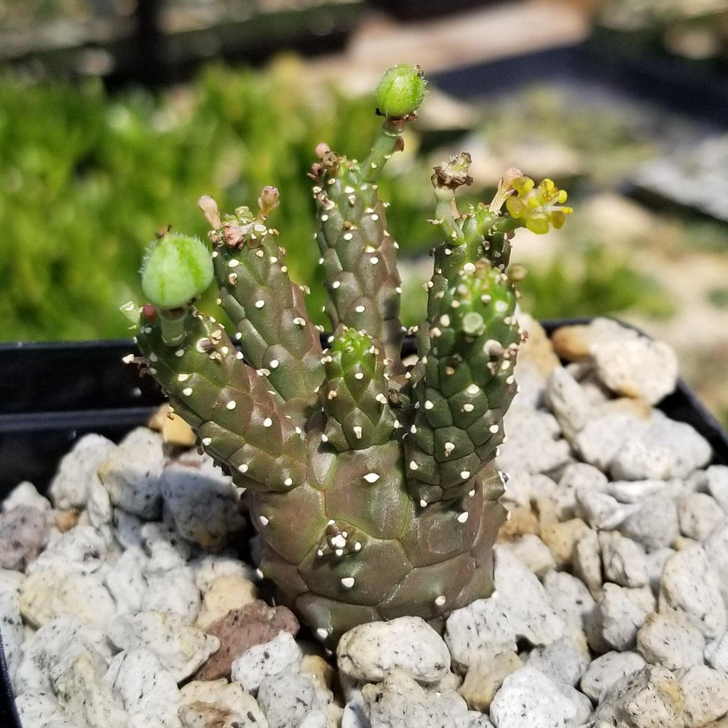 Euphorbia gamkaensis