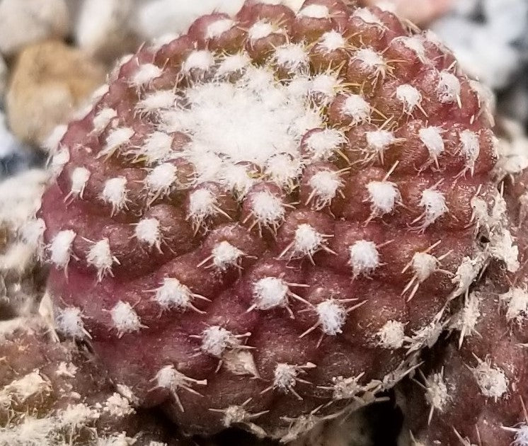 Copiapoa Laui