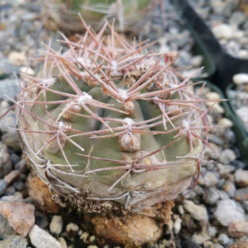Gymnocalycium riojense