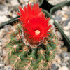 Parodia tredecimcostata