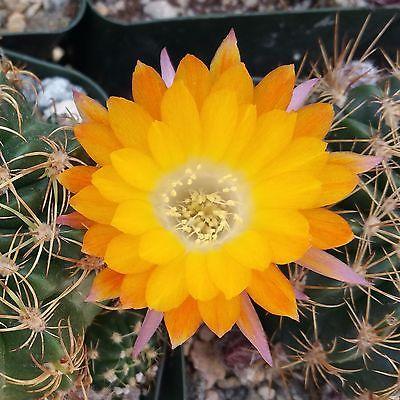 Lobivia acanthoplegma v. roseiflora