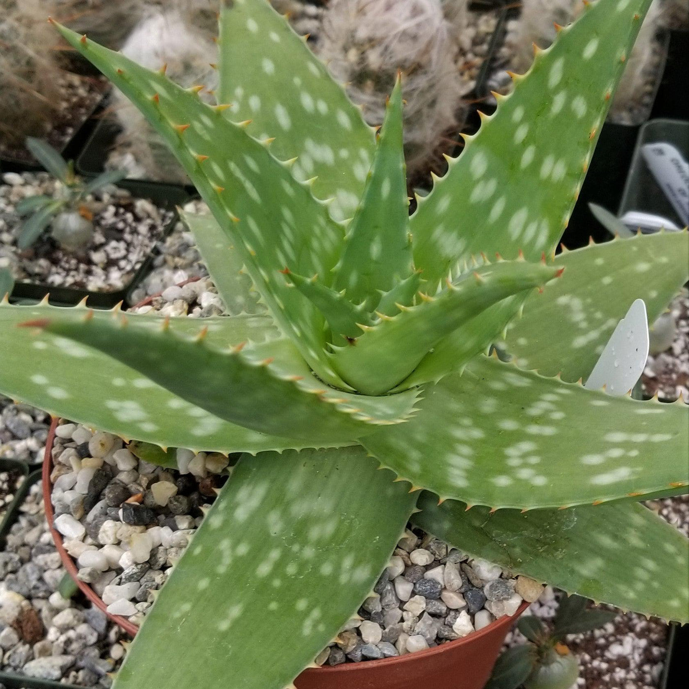 aloe vera plant jewel osco Shop 'Aloe maculata – Soap Aloe' Care and Growing Guide Planet Desert
