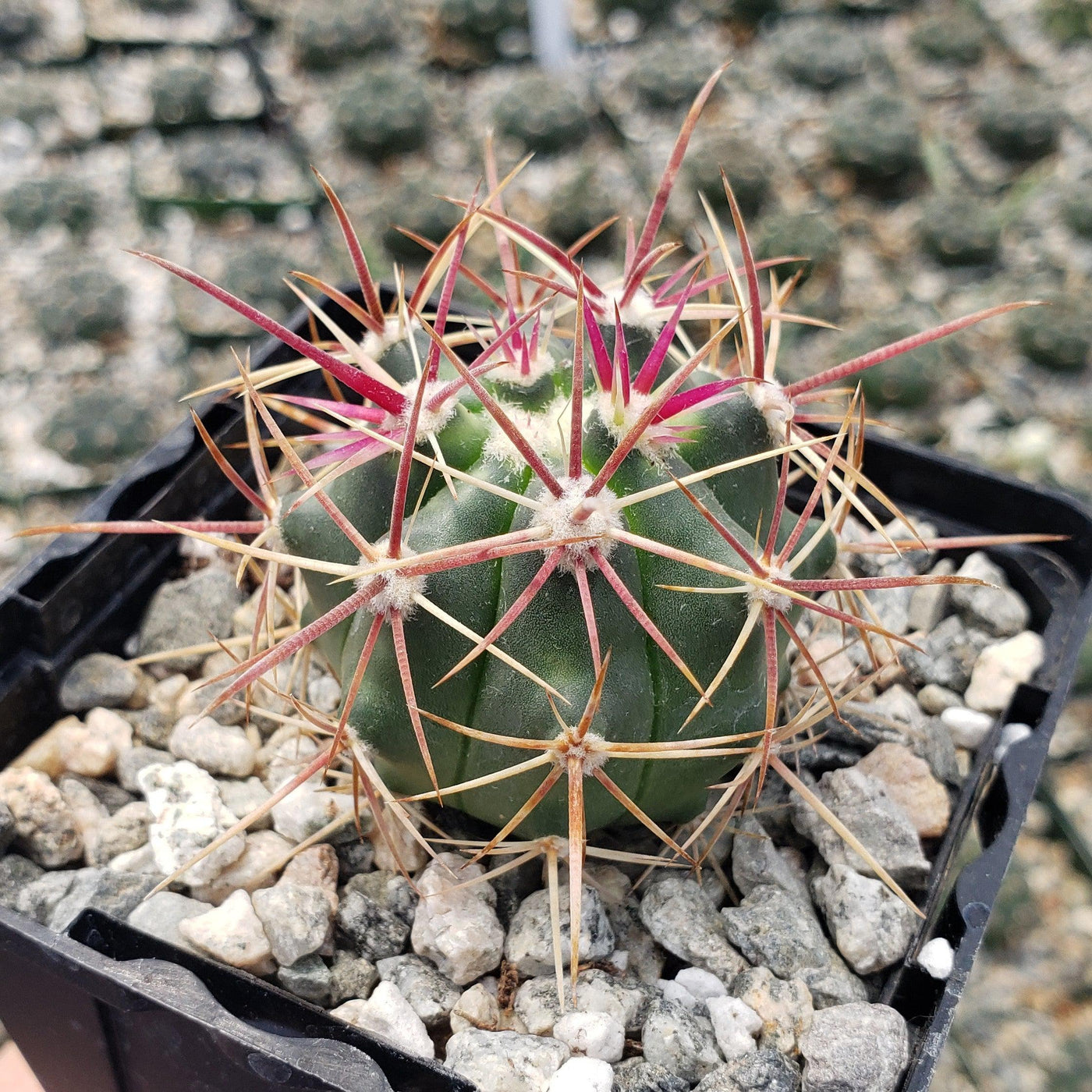 Ferocactus viridescens v. orcuttii valle de las palmas