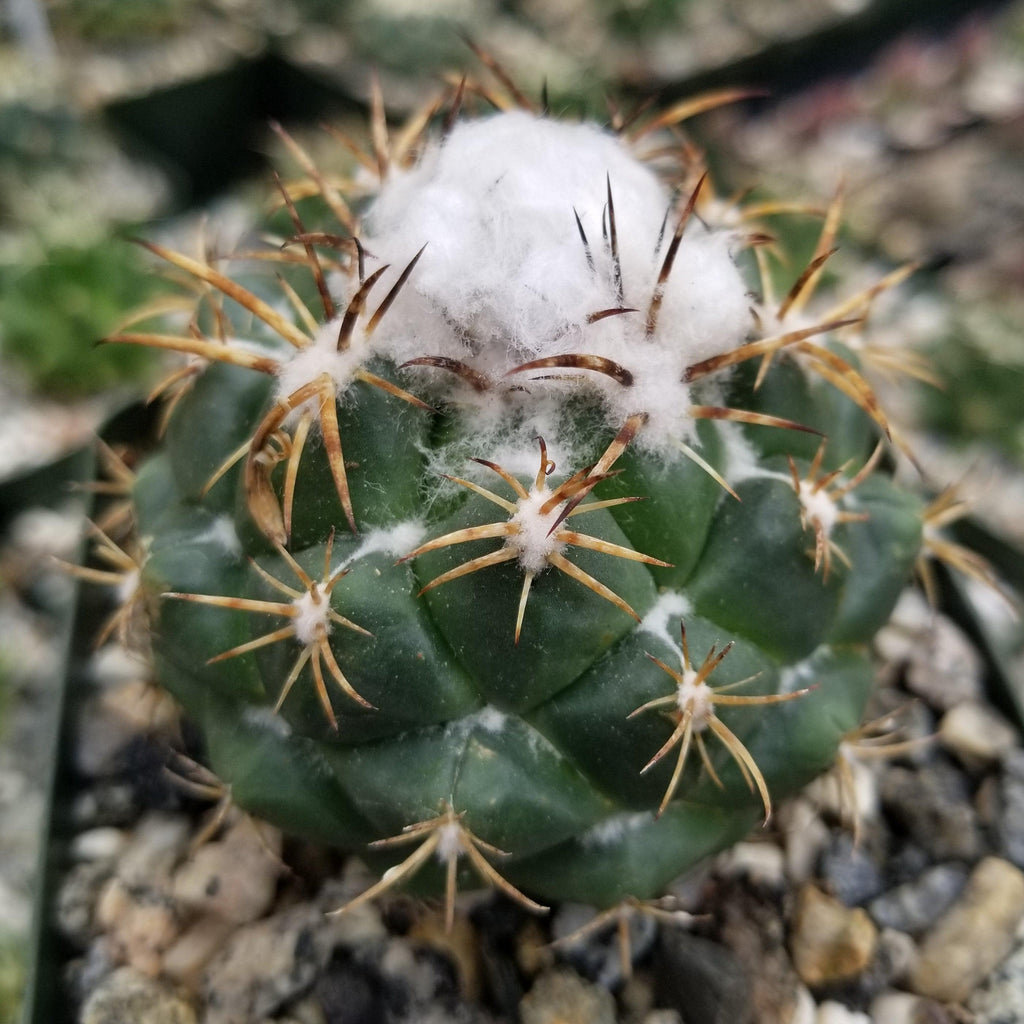 Coryphanta greenwoodii