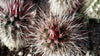 Echinocereus vivediflorus canus