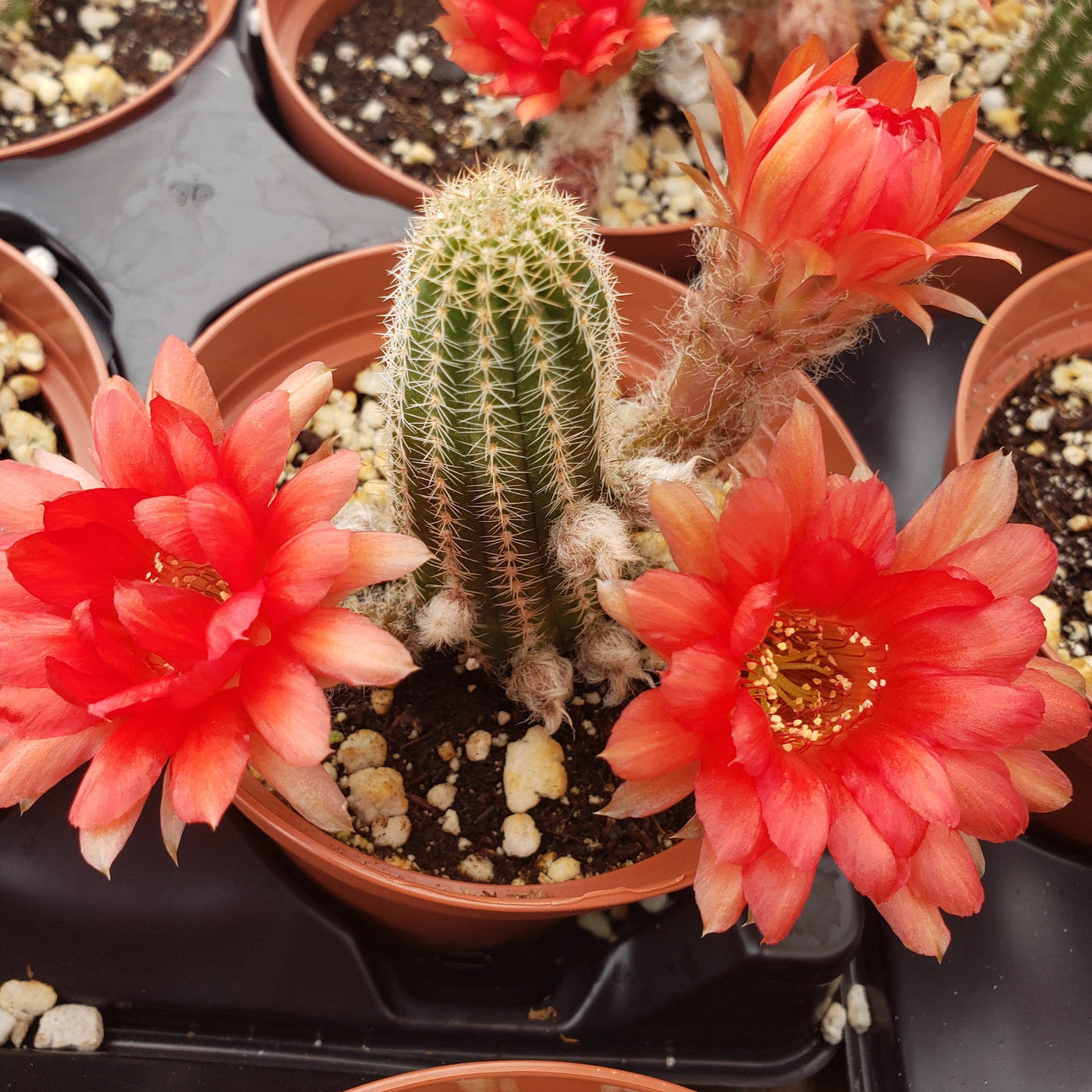 red orange succulents Shop 'Peanut Cactus - Echinopsis chamaecereus' Care & Growing Guide