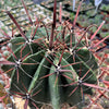 Fire Barrel Cactus – Ferocactus gracilis ‘Coloratus’