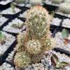 Mammillaria elongata ‘Pink Nymph’