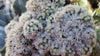 Mammillaria gracilis fragilis monstrose