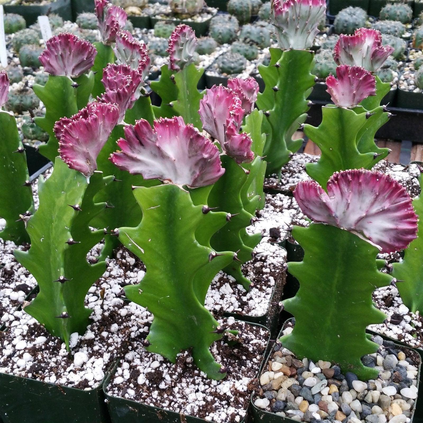 Grafted Euphorbia lactea crest