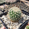 Mammillaria yucatanensis