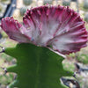 Grafted Euphorbia lactea crest