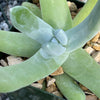 Dudleya pachyphytum