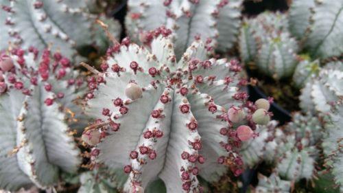 Euphorbia horrida hybrid