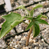 Adenia Volkensii