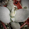 Pleiospilos simulans