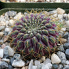 Sulcorebutia  pulchra