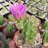 Echinocereus Enneacanthus Strawberry Cactus