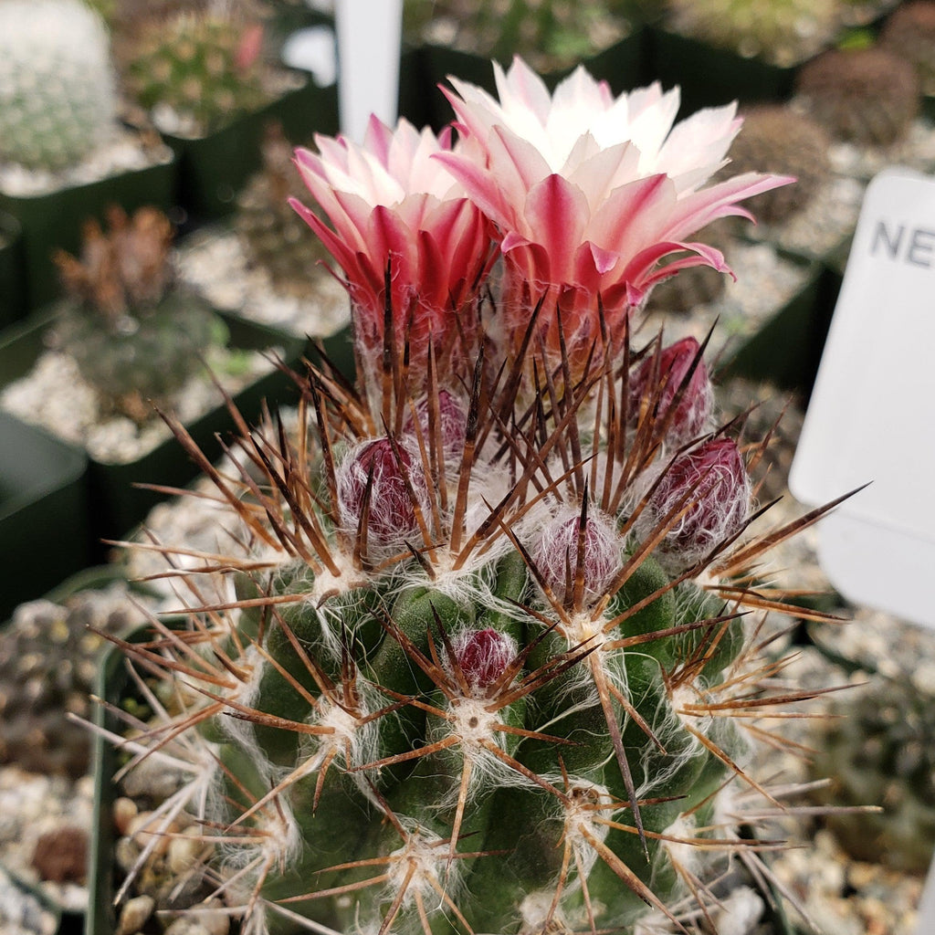 Neochilenia floccosa