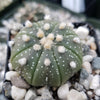 Sand Dollar Cactus &