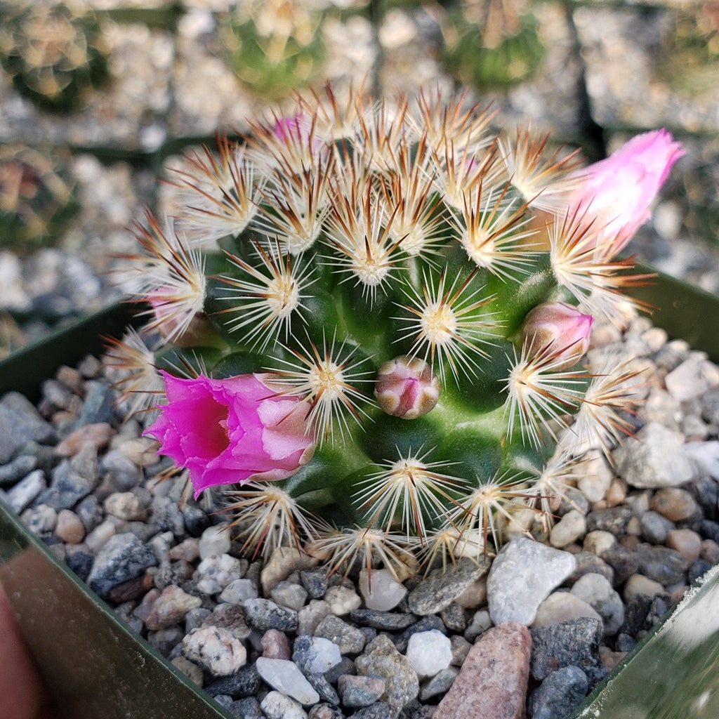 Mammillaria lauii subducta