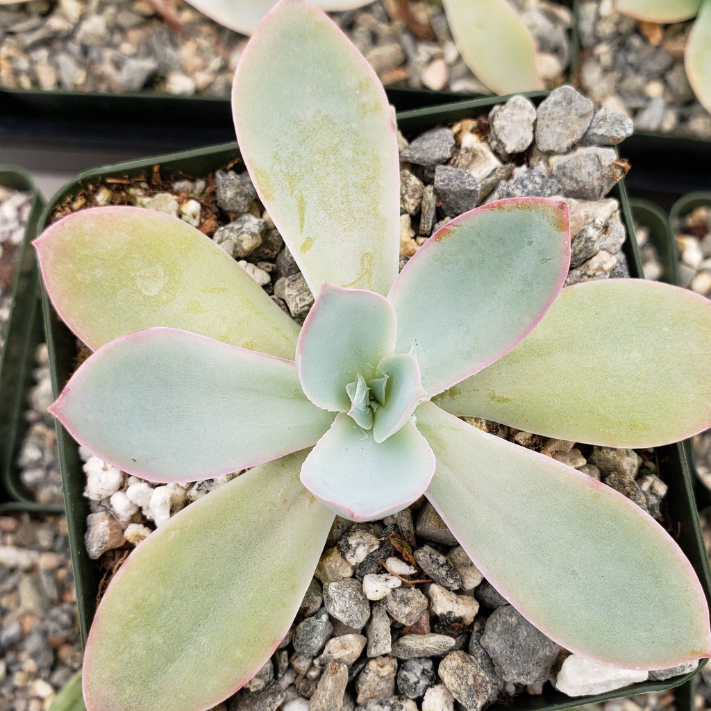 Echeveria cante
