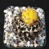 Copiapoa tenuissima