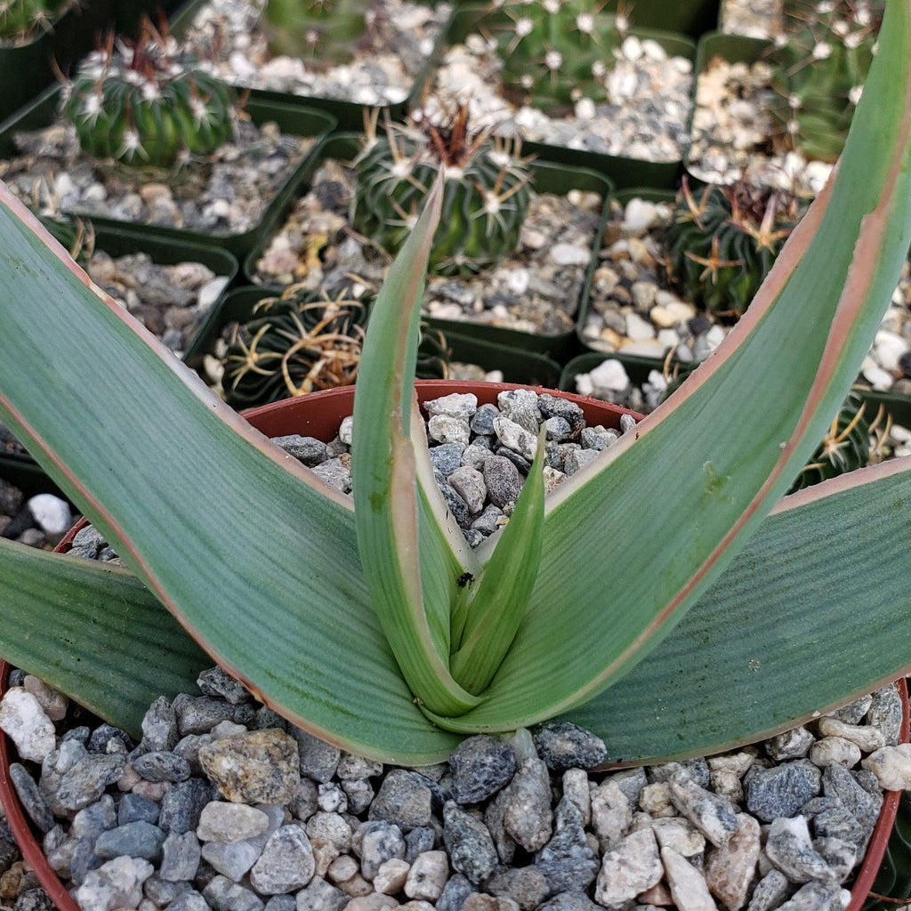 Coral Aloe - Aloe striata