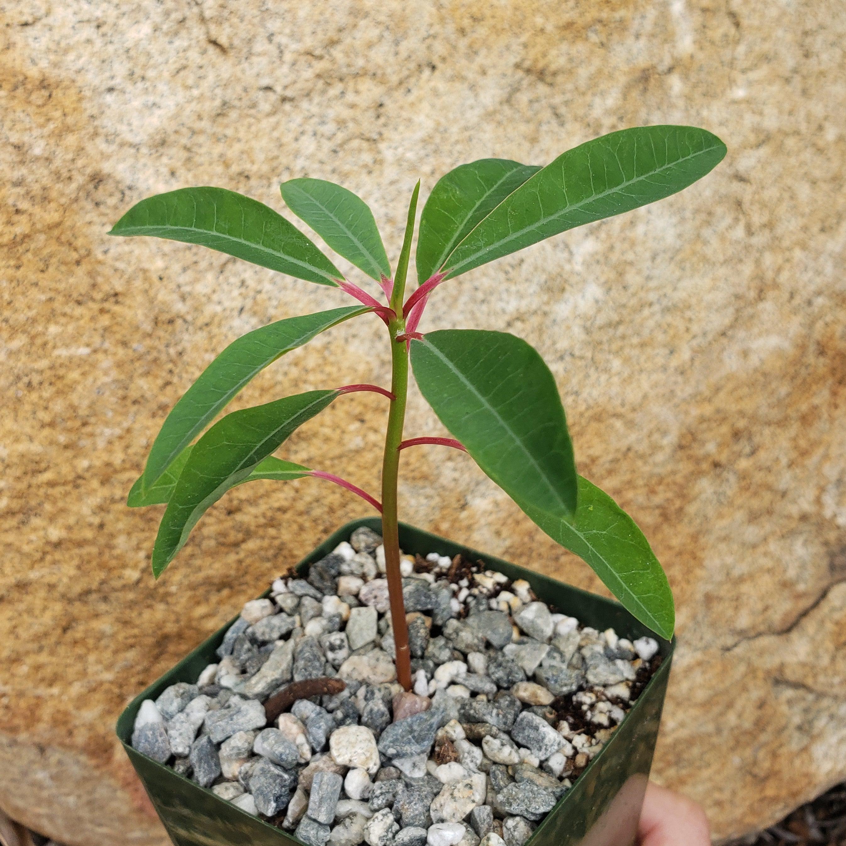 Euphorbia mahabobokensis