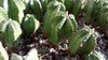 Euphorbia anoplia tanzania zipper plant