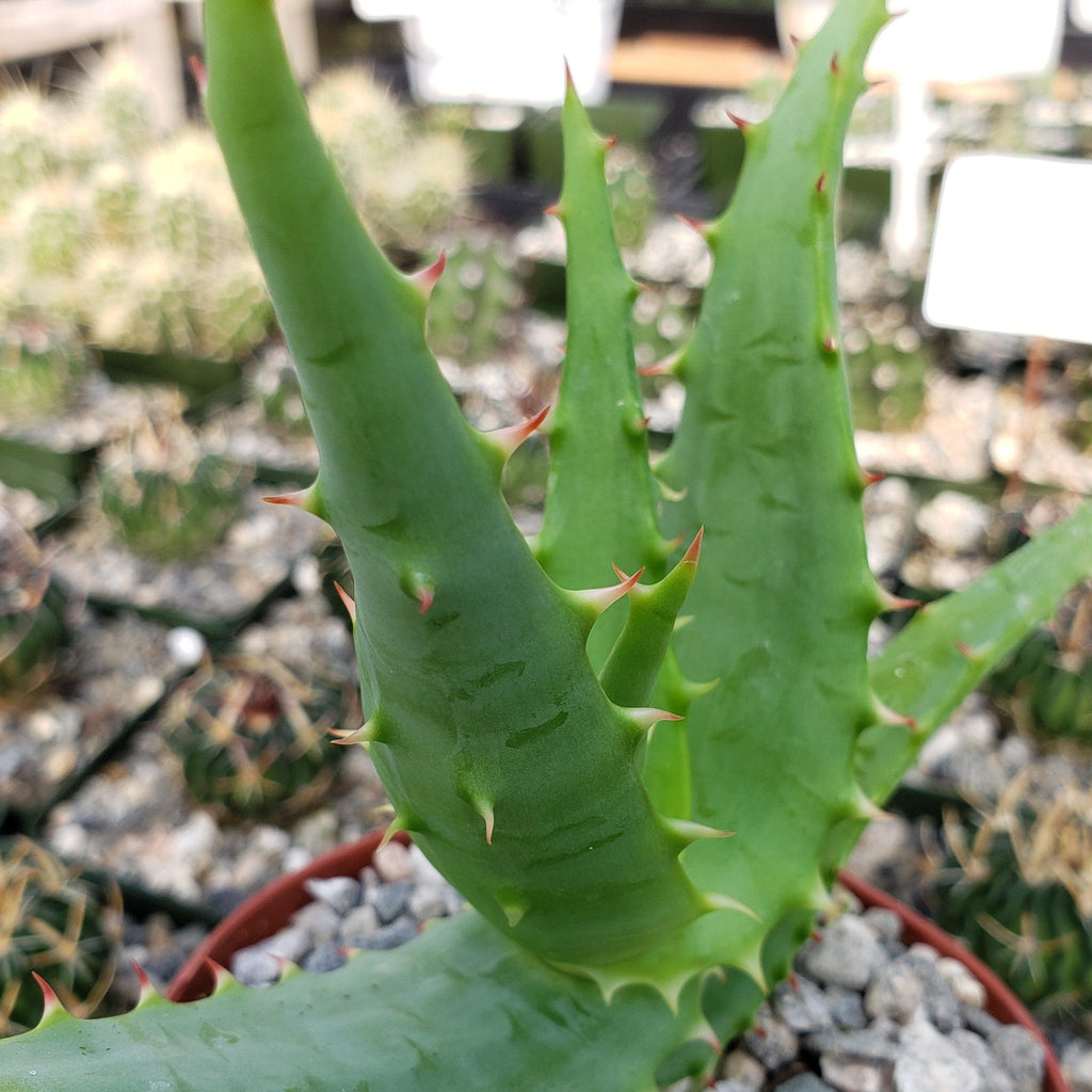 Aloe africana