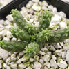 Euphorbia inermis huttonae