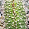 Trichocereus thelegonus Cristata