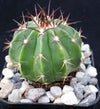 Melocactus curvispinus