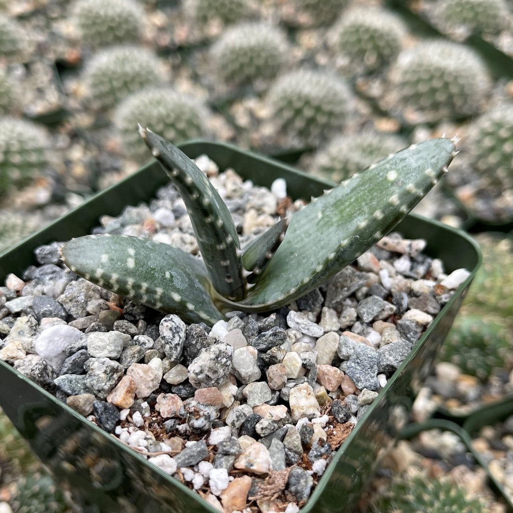 Aloe pearsonii