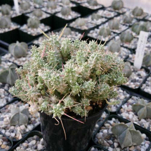 corn cob succulent Euphorbia mammillaris variegata 3 Gal